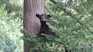 Rescued Black Bear Cubs Climb A Very Tall Tree [upl. by Uhsoj]