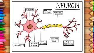 How to draw Neuron Cell Easy  Nervous System Easy Drawing  Biology Diagram  Nerve Cell Diagram [upl. by Kylynn]