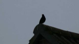 Blackbird mimicking a ringtone [upl. by Elden]