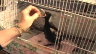 Hand Feeding Three Baby Magpies ♥ [upl. by Rome]