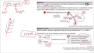 8 Zrozumieć dlaczego tropizmy są nieodwracalne [upl. by Orferd]