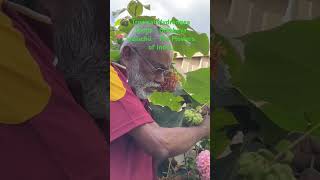 Tropical Hydrangea Flowers  Dombeya wallichiiThe Flowers of India Beautiful hanging pink flowers [upl. by Leroi]