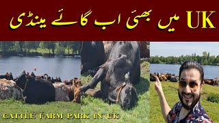 Sutton Park Cows  Sutton Park Birmingham  Erdington High Street  Vlog 9  DanishVlogsster [upl. by Poole]