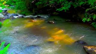 Relaxing Piano Music amp Babbling Brook Sleep Stream for 10 Hours [upl. by Ciaphus]