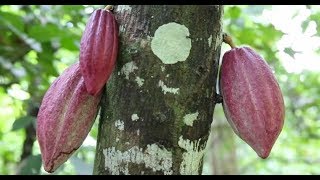 La fabrication des chocolats du cœur par Alex Olivier [upl. by Alabaster]