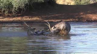 Waterbuck fight [upl. by Uzzia]