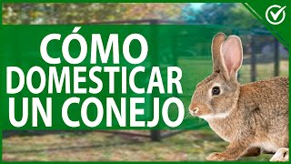 🐰 Cómo Educar un Conejo ¿Cómo Hacer Para que te Haga Caso 🐰🛎 [upl. by Briano]