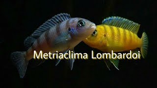 METRIACLIMA LOMBARDOI  VAMOS FALAR DE ESPÉCIES 006 [upl. by Repsihw]