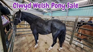 Clwyd Welsh Pony amp Cob Sale  Pony Fun [upl. by Lowrance747]