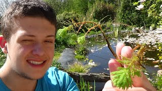 LES PLANTES AQUATIQUES  LA MYRIOPHYLLE [upl. by Normandy]