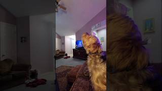 Chewy howls at harmonica wait for it funnydogs [upl. by Courtney235]