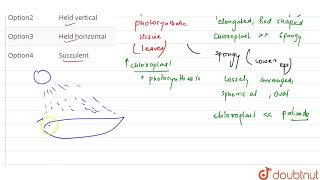 The best differentiation of meshophyll tissue into adaxial palisade tisse and abaxi [upl. by Spence414]