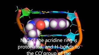 DNA intercalation by acridine4carboxamides [upl. by Xxam]