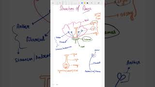 Structure of flower  reproduction in flowering plants biology neet shorts shortvideo [upl. by Erie]