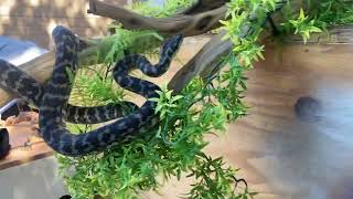 Rating snakes as pets The Irian Jaya carpet python [upl. by Ahseela]