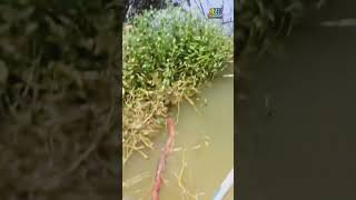 Mancing seru dapat ikan emasmancingshortsvideo [upl. by Cord65]