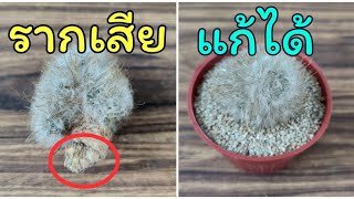 วิธีแก้ไขแคคตัสรากเสียรากกุด ต้นนิ่มเพราะเพลี้ยแป้ง How To Deal With Root Mealy bugs in CACTUS [upl. by Theodore795]