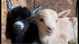 Baby goats’ first adorable hops [upl. by Muhan]