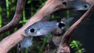 Corydoras hastatus  Sichelfelckpanzerwels [upl. by Derfiniw]