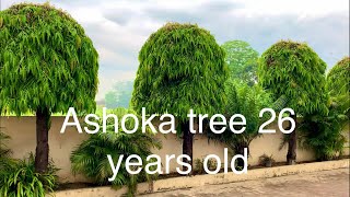 Ashoka tree 26 years old polyalthia longifolia pendula best plant for garden Bondary [upl. by Yboj482]