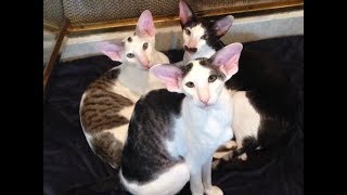 Whats it like to live with Oriental Shorthairs [upl. by Fons494]