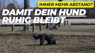 Leinenreaktiver Hund Warum du nicht entspannt näher kommst [upl. by Archibaldo]