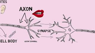 How SSRIs and Neurotransmitters Work [upl. by Rocker]