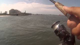 Fishing the Absecon Inlet Jetty for Black Sea Bass and Bergall Atlantic City NJ [upl. by Arquit]