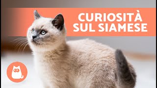 10 CURIOSITÀ sui GATTI SIAMESI 🐱🐾 Scoprilo [upl. by Grizelda]