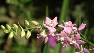 How to grow Larkspur also known as Dephinium Consolida [upl. by Sower]