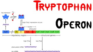 Trp operon  Tryptophan Operon in bacteria [upl. by Kinson]