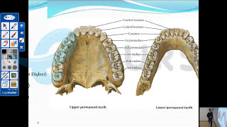 nettekurscom Online DUS Kursu Protetik Diş Tedavisi Dersleri1  Diş Anatomisi ve Fizyolojisi [upl. by Ahsilrac]