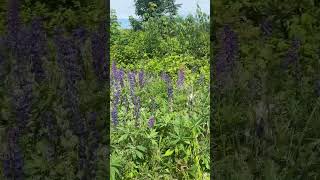 Lupine in Sugar river NH [upl. by Shimkus994]