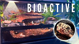 🌿BIOACTIVE VIVARIUM FOR A LEOPARD GECKO  TERRAQUAMAN [upl. by Justen]