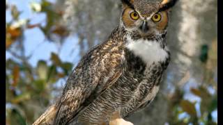 47 Owl Great Horned Female chitter call squawk male territorial hoot [upl. by Griggs14]