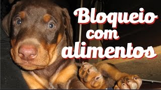 Adestramento  Controle e bloqueio com alimento [upl. by Ellienad]