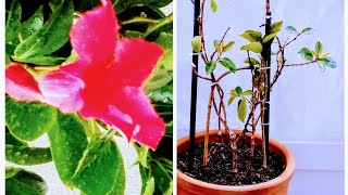 Repotting Dipladenia Tips for Thriving After Winter [upl. by Carita]