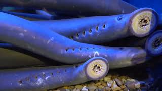 Ancient Pacific Lamprey Return To Zoo [upl. by Releehw664]