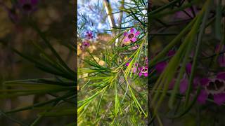 Geraldton wax chamelaucium uncinatum purple pride viral shortvideos viralvideos [upl. by Olegna868]