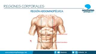 REGIONES CORPORALES  Resúmenes de Anatomía y Fisiología [upl. by Eibur493]