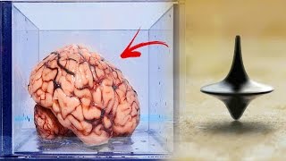 La Terrorífica Teoría del Cerebro en un Frasco ¿La Realidad es una iIusion [upl. by Weldon]