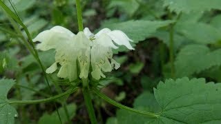 꽃이 피면 광대를 연상케 하는 야생화 광대수염踊子草 おどりこそう Lamium album var barbatum [upl. by Yrtsed95]