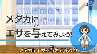 メダカの飼い方  4メダカにエサを与えてみよう！ 【メダカ 飼い方 キョーリン hikari】 [upl. by Ruben717]