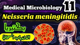 Neisseria meningitidis Meningococcus شرح بالعربي البكتيريا المسببه لمرض الالتهاب السحائي [upl. by Laerol898]