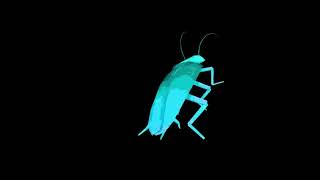 Rainbow cockroach dances to Daft Punk Around the World 1 hour [upl. by Julina458]