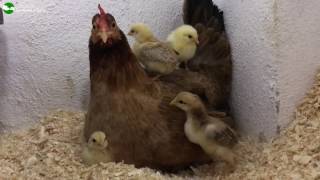 Jud una gallina protectora de sus hijos [upl. by Starobin]