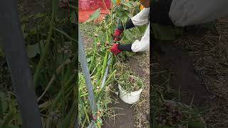 Walking Egyptians Onions winteronions viralvideo food youtubeshorts gardenharvest [upl. by Naelopan]