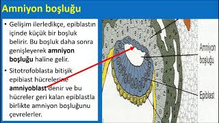 Embriyoloji  İnsan Gelişiminin 2Haftası [upl. by Phillada4]