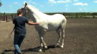 How to teach your horse to pivot on hind quarters [upl. by Assele]