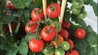 How to grow Tomato🍅plant in home garden [upl. by Rheba]